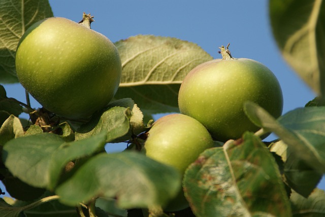 Apfel, Herbst, Natur, Obst
