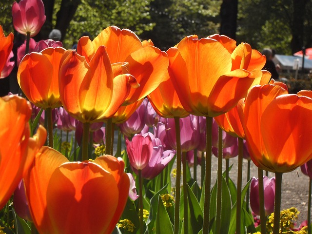 Tulpen, Frühling, Gelb, Natur, Blüte