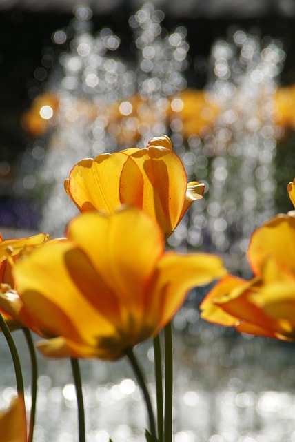 Wasserspiele, Tulpe, Frühling, Natur