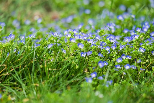 雑草 写真 無料イメージのダウンロード Pixabay