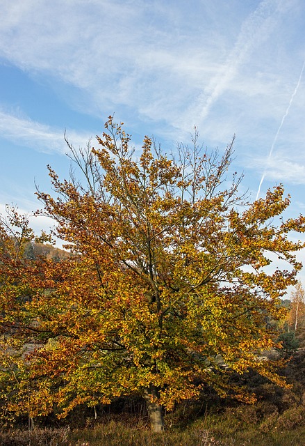 Free Tree Heaven photo and picture