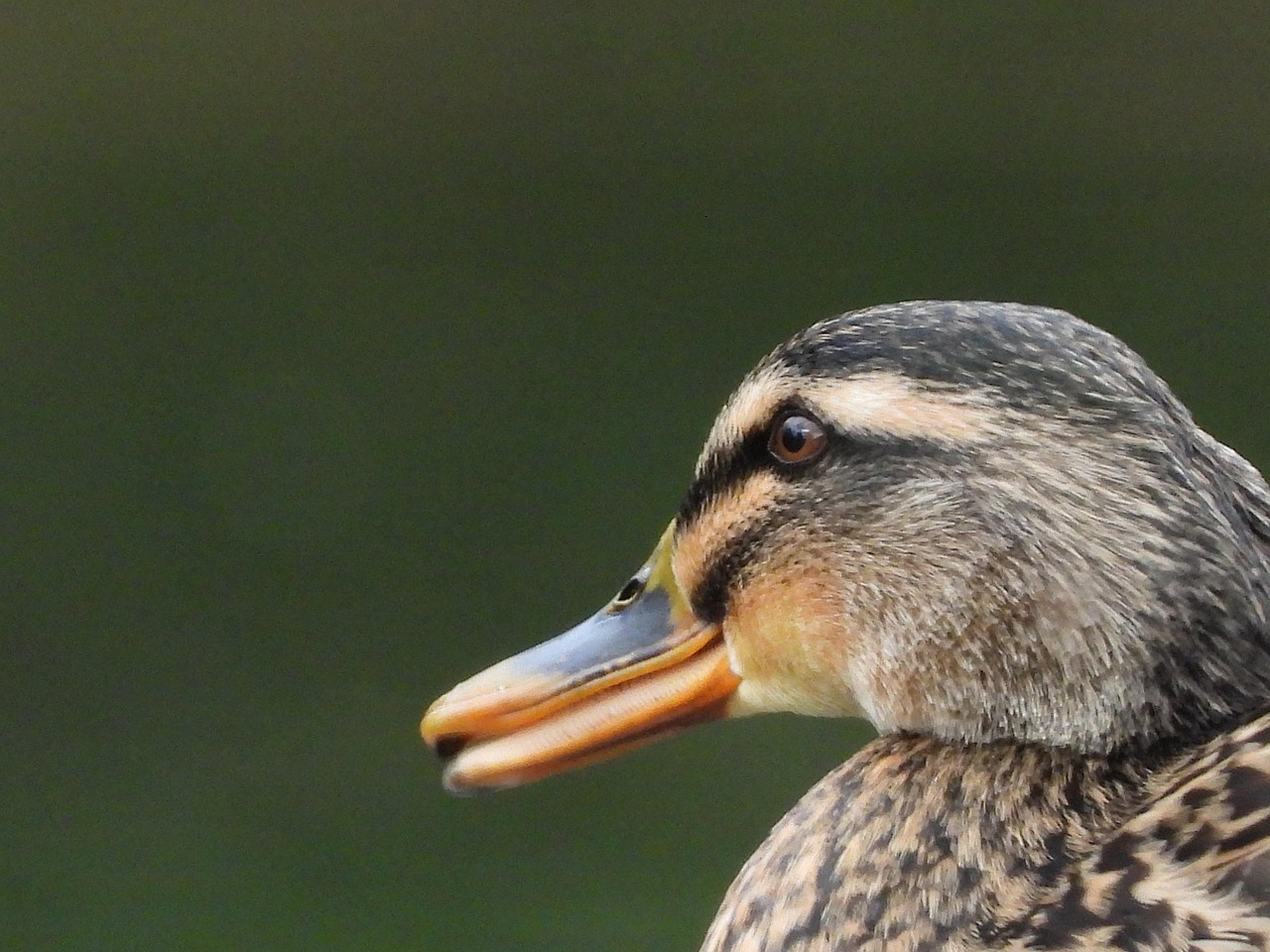 Duck - free online jigsaw puzzle photo