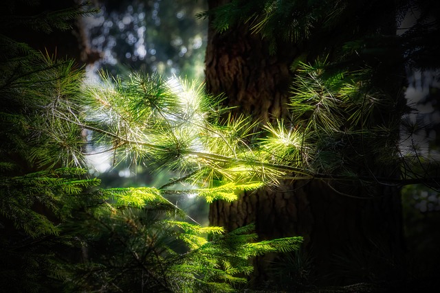 Free Branch Pine photo and picture