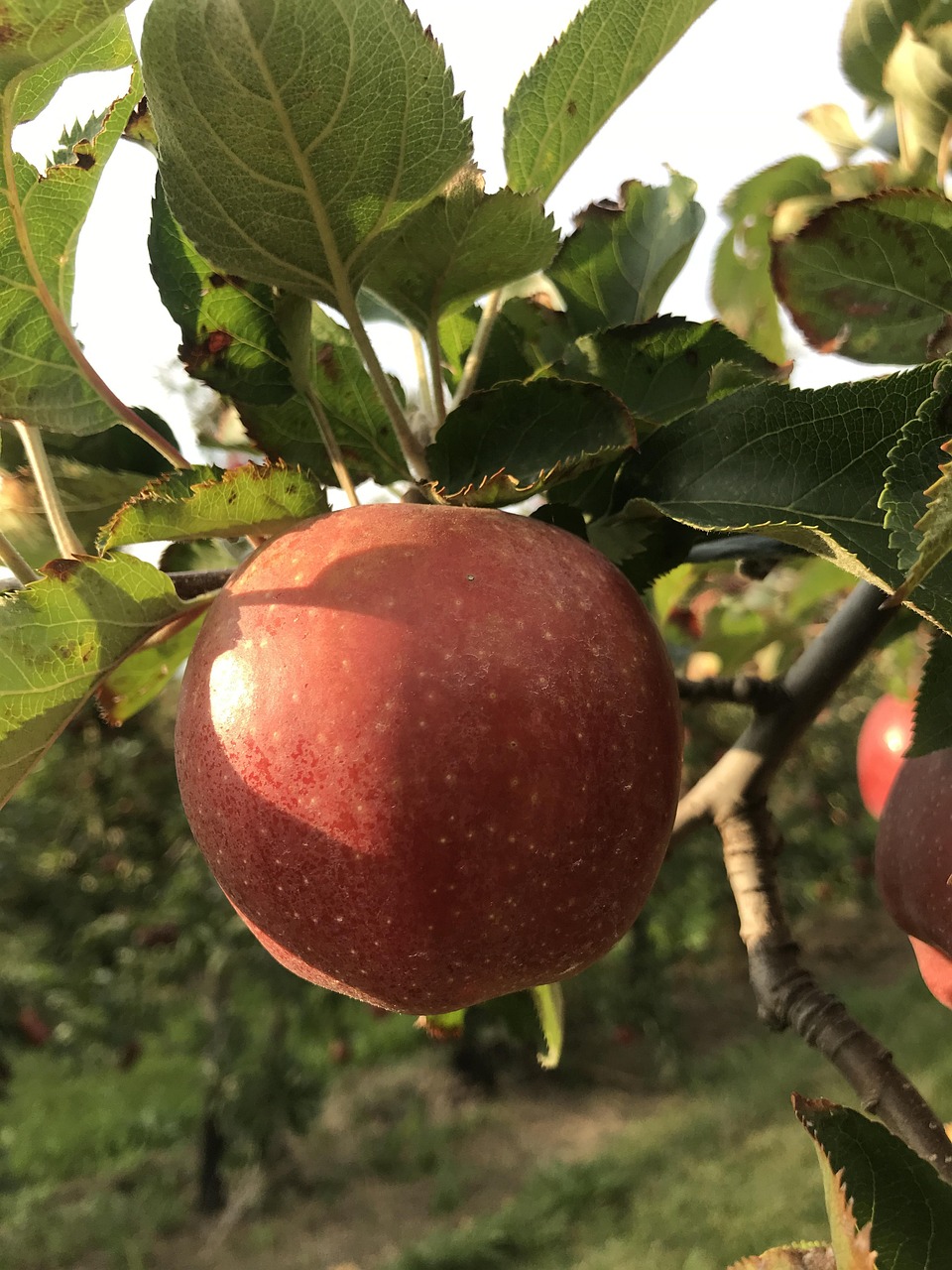 Apple Fruit Tree Free Photo On Pixabay Pixabay Apple Fruit Tree Free Photo On Pixabay Pixabay