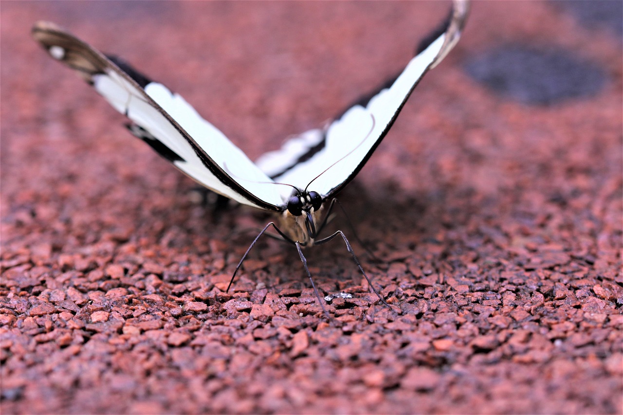 Flying Insects Butterfly Butterfly Flying Insect - Free photo on Pixabay - Pixabay