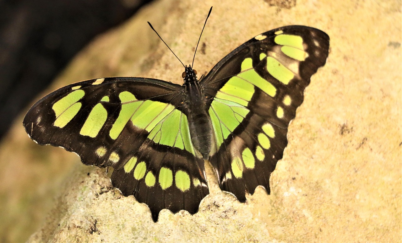 Butterfly 4811262 1280