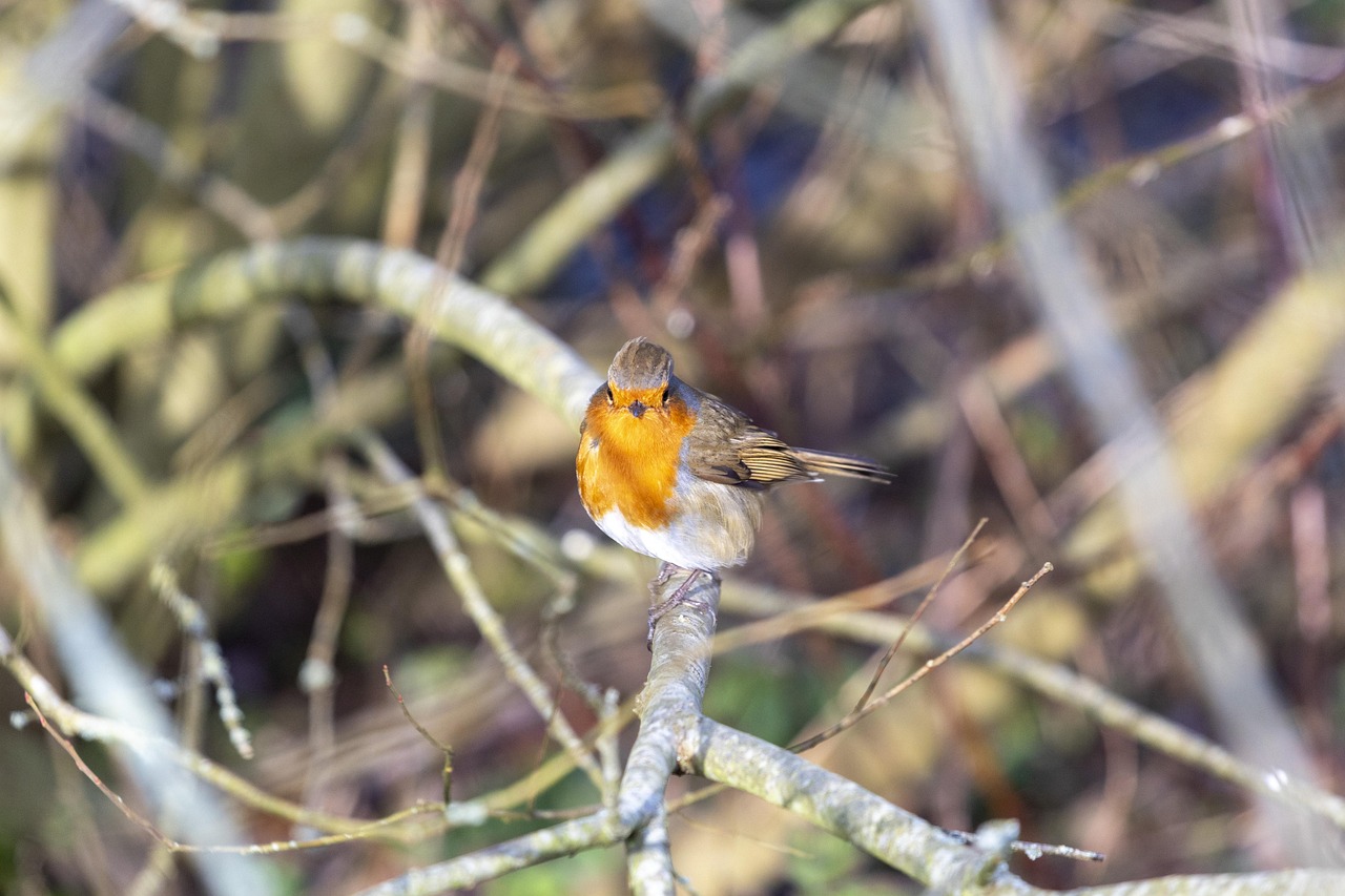 Buru Robi Burung Robin Cabang - Foto gratis di Pixabay - Pixabay