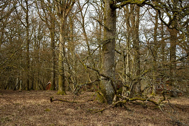 Free Forest Rice photo and picture
