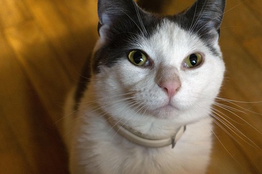 Free Cat House Cat photo and picture
