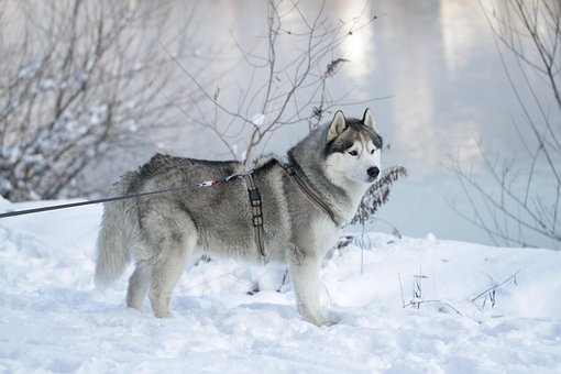 300以上の無料そり犬 犬画像