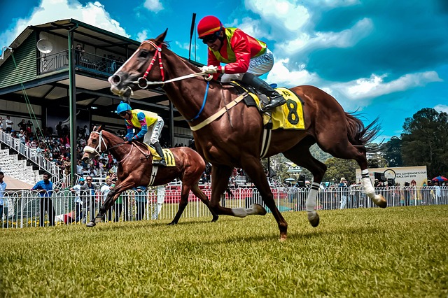 horse, equestrian, race, horse race track, finish line, animal, equine, nature, stallion, germany, ride, mammal, riding, jump, gallop, sports, speed, jumper, extreme, jumping, adventure, action, sri lanka, finish line, finish line, finish line, finish line, finish line