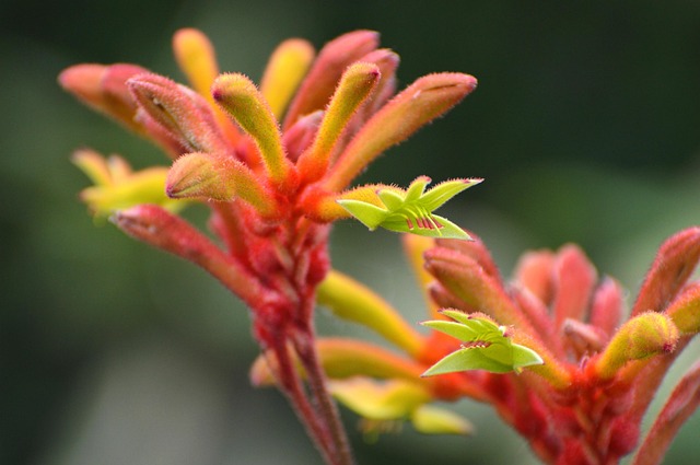 Blumen KänguruPfoten Pflanze Kostenloses Foto auf Pixabay