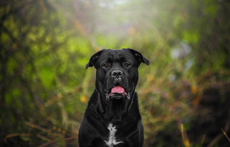 Anak Anjing Hewan Lucu Foto Gratis Di Pixabay