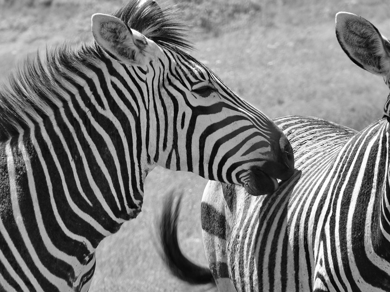 Mountain Zebra Hartmann'S - Free photo on Pixabay - Pixabay