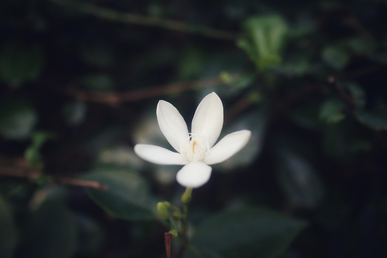 Jasmin Fleur Blanche La - Photo gratuite sur Pixabay