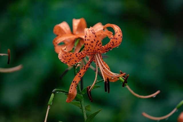 Free Wild Lily Rain photo and picture
