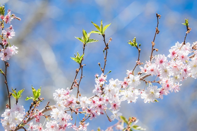 Free Flowering Branch photo and picture