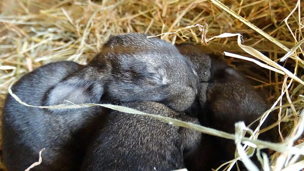 Hase, Niedlich, Landschaft, Hähnchen