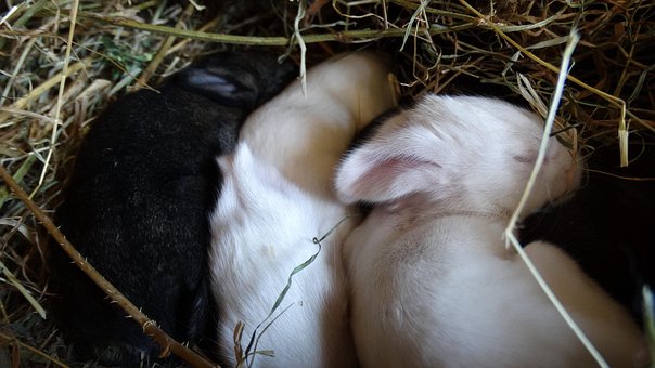 Hase, Landschaft, Niedlich, Inländisch
