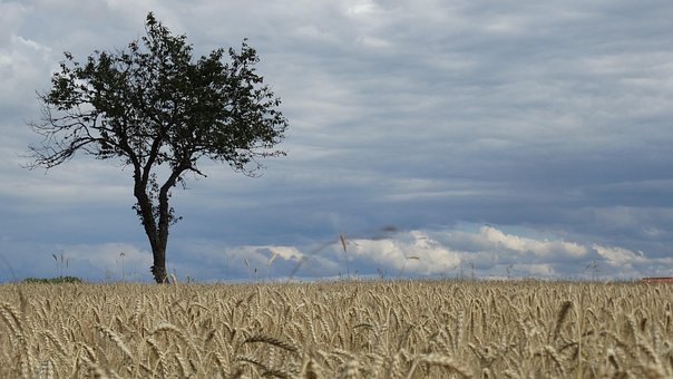 Weizen, Natur, Bauernhof, Landwirtschaft