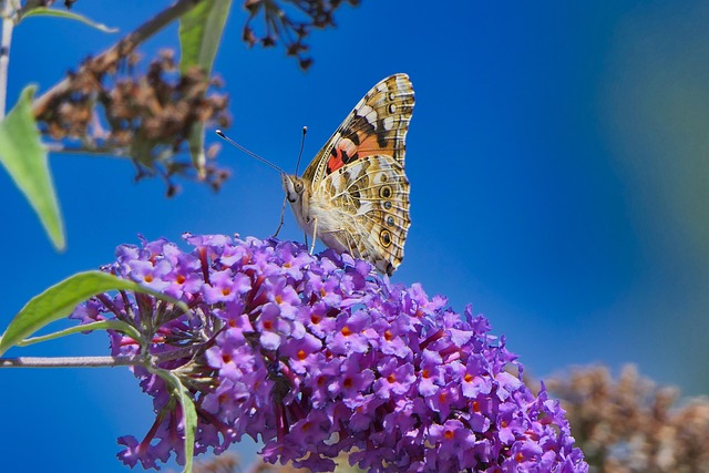 Free Butterfly Vanessa Cardui photo and picture