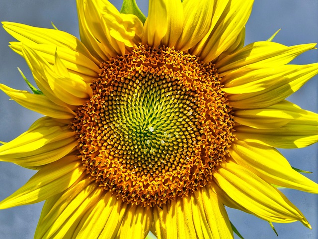 Free Sunflower Summer photo and picture