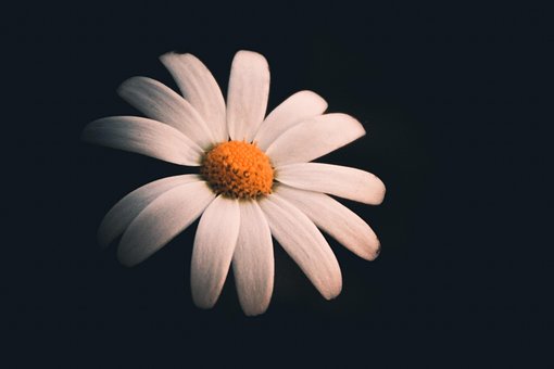 Free Rose White Rose photo and picture