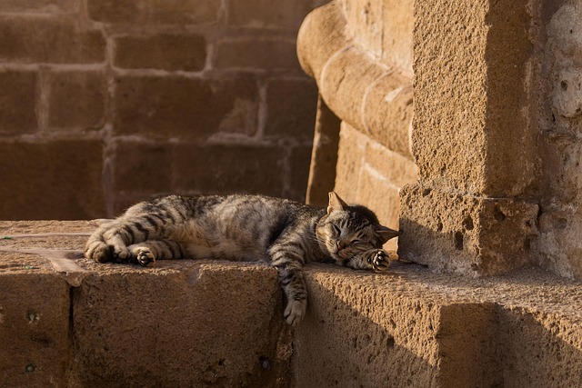 cat, pet, feline, animal, fur, sleeping, nature, kitty, domestic cat, cat portrait