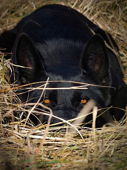 600 Gambar Anjing Pemburu Anjing Gratis Pixabay