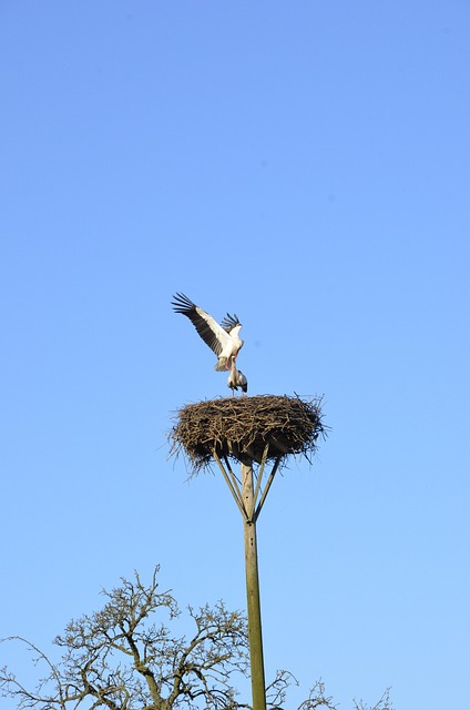 Free Stork Nest photo and picture