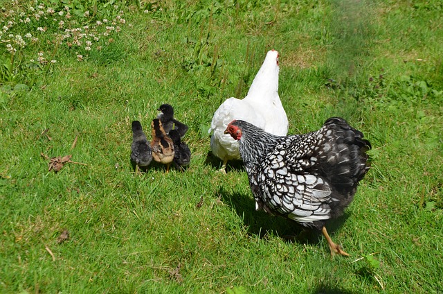 Free Chicken Chick photo and picture