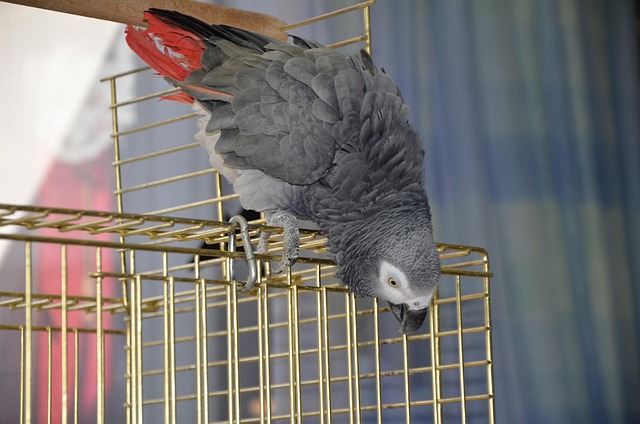 Free Parrot African Grey photo and picture