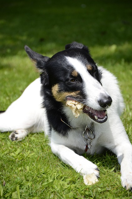 Free Dog Chewing Bone photo and picture