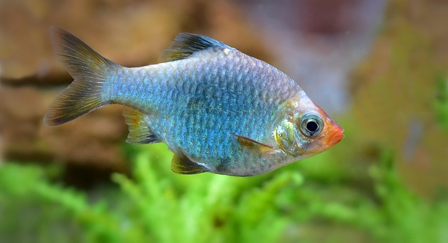 Free Sumatra Barb Platinum photo and picture