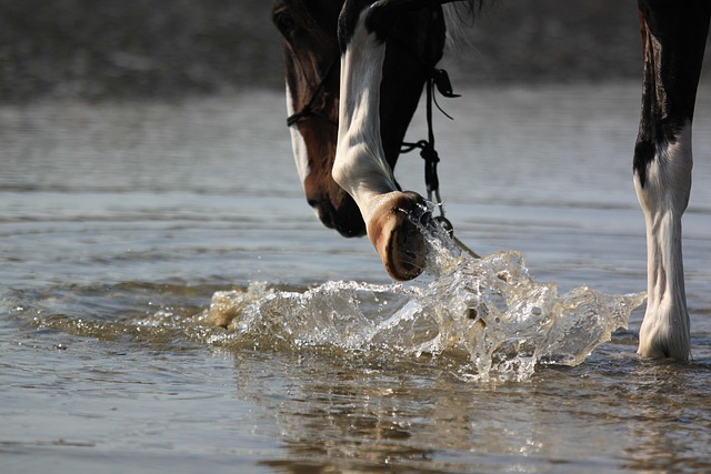 Free Horse Hooves photo and picture