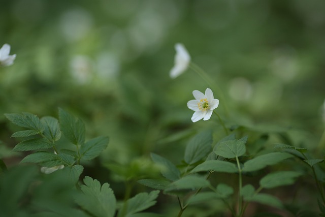 Blomst, Forår, Blomst Tapet, Natur