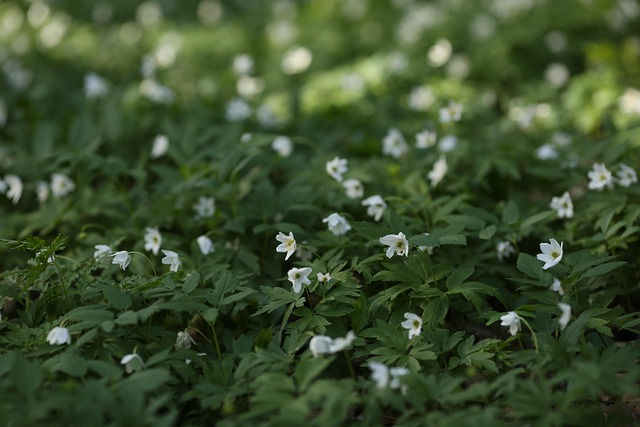 Forår, Blomsterseng, Blomst