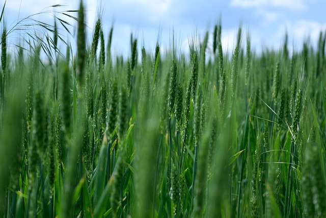 Free Wheat Nature photo and picture