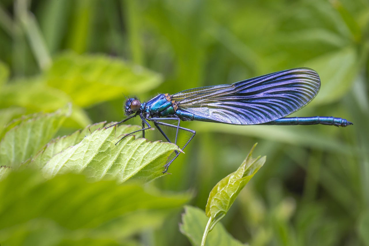 Demoiselle Calopteryx Darter - Free photo on Pixabay - Pixabay