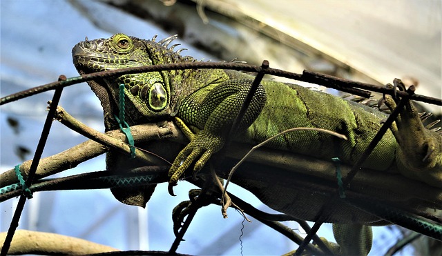 Free Iguana Reptile photo and picture