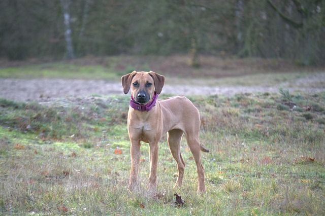 Download free HD stock image of Dog Pet Free Dog Pet photo and picture