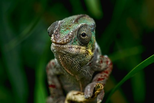 Criatura, Animal, Lagarto, Chameleon