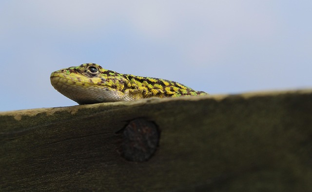 Hagedis, Natuur, Gekko, Reptiel, Dier
