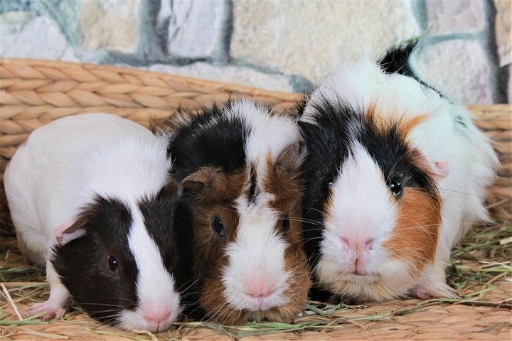 600以上の無料モルモット&動物画像 - Pixabay