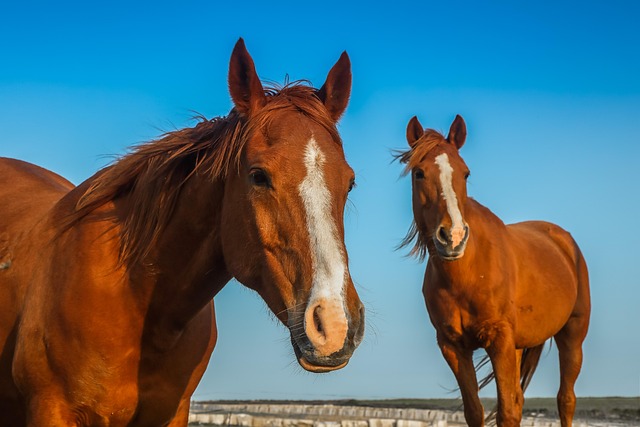 Free Horses Freedom photo and picture