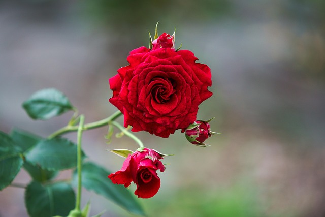 Rotting Roses Background Rot Rose Blüte - Kostenloses Foto auf Pixabay - Pixabay