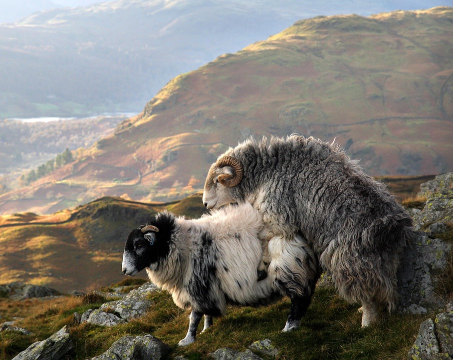 Schapen, Copulatie, Lake District, Engeland, Herdwick
