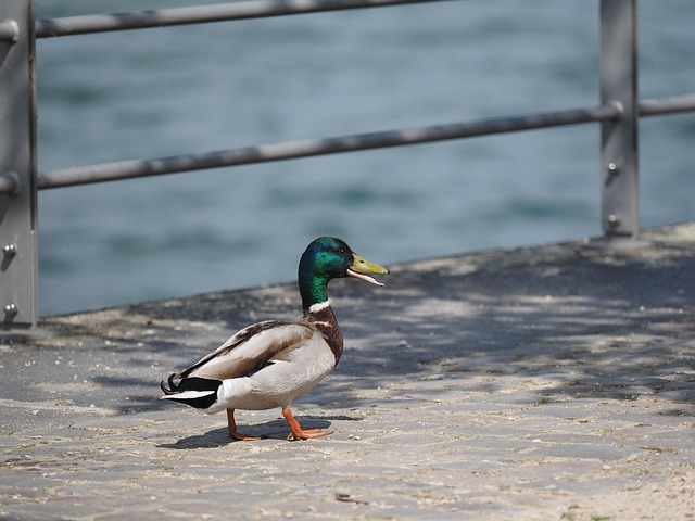 Pato, Ave Acuática, Agua, Plumaje