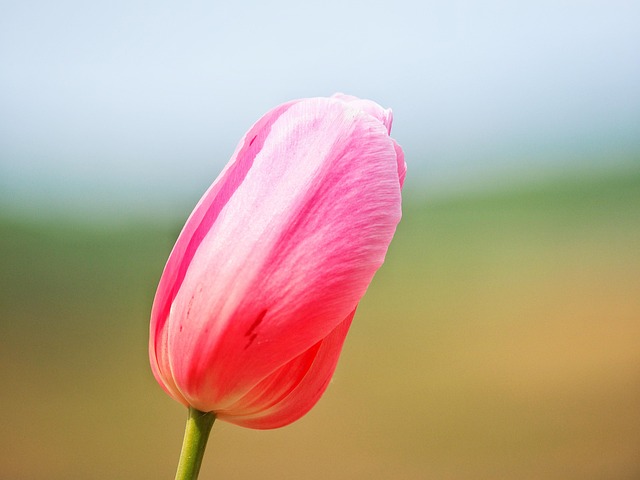 Tulipán, Flor, Primavera, Rosado