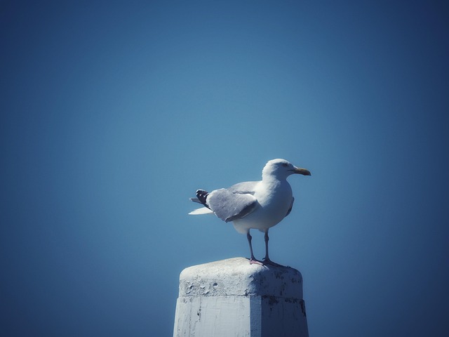 Gaviota, Aves, Naturaleza